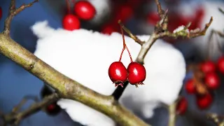 Tincture of hawthorn with rose hips