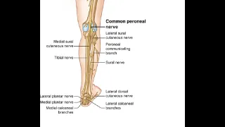 Two Minutes of Anatomy: Common Peroneal Nerve