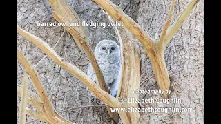 Nature Share- Barred Owl and Fledging Owlet