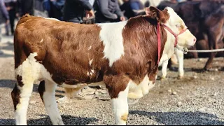 Simmental Buqachalar Sotiladi 88 205 55 15