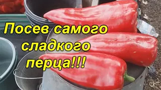 Посев двух СУПЕР сладких гибридов перца! Слаще этого перца просто нет!