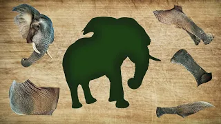 CUTE ANIMALS African Bush Elephant Puzzle 귀여운 동물 아프리카 부시 코끼리 퍼즐