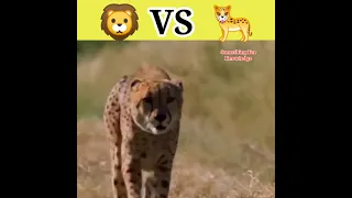 Lion vs cheetah | Lion vs | lion attack on chhetah #shorts #animals #fight