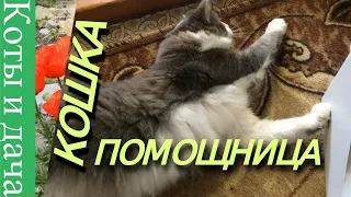 */*СМЕШНЫЕ КОШКИ*/* КОТ ПРИКОЛ */* КОШКА - помощница*/*