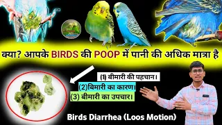 Australian budgies diarrhea / loose motion problem || पक्षियों में दस्त की परेशानी और इसका इलाज।