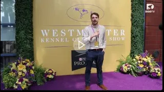 12. Live from the Westminster Dog Show