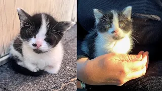 A kitten was found outside sleeping in a corner, waiting for help