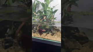 Peace Lily Betta Tank