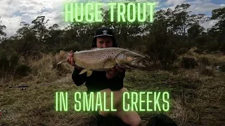 HUGE TROUT IN SMALL CREEK : Trout Fishing Tasmania