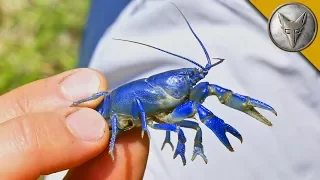 NEW SPECIES FOUND?! Rare Blue Crayfish!