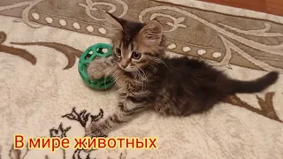 Котёнок Кузя играет с новым другом.