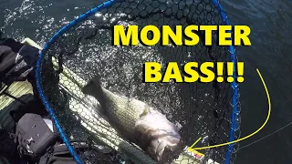 HUGE BASS on SWIMBAIT! *NEW PB*