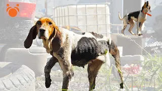 Kids Call Police On Dog Owner Neglecting His Dogs Their Condition Was Horrible & 600 Dogs Need Homes