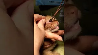 Warning! graphic content! cuterebra          । extraction from a kitten -- Veterinary video