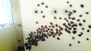 meine 1.000 Spinnen sind entkommen... (HILFE)