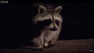 David Attenborough Discusses Raccoons | Life Of Mammals | BBC Earth