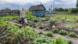 ОДИН ДЕНЬ ГОД КОРМИТ/ВЫКОПАЛИ КАРТОШКУ/ СОБРАЛИ ЗЕЛЕНЫЕ ПОМИДОРЫ/ У НАС ПРИБАВЛЕНИЕ К СЧАСТЬЮ