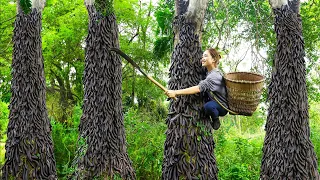 Harvesting Gleditsia Fruit ( Forest Beetle ) With his disabled brother Goes to the market sell