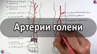 Артерии голени (большеберцовые артерии и их ветви) - meduniver.com