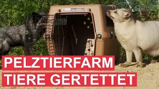 Pelztierfarm-Füchse: Die ersten Minuten in Freiheit