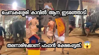 Elephant attack in Kerala/തലനാരിഴക്കാണ് പാപ്പാൻ രക്ഷപ്പെട്ടത് /മുണ്ടക്കൽ - കോഴിക്കോട് /kozhikode