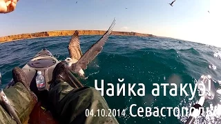 Чайка атакует рыболова!