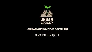 УРБАН ГРОВЕР УРОК 5 - ЖИЗНЕННЫЙ ЦИКЛ РАСТЕНИЯ