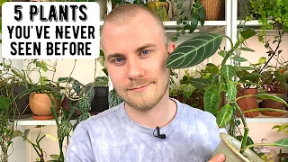 5 Houseplants You've Never Heard Of Before