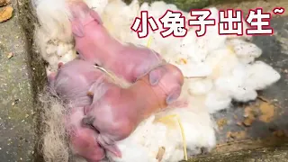 Bird# Rabbit# cutepets Rabbit Growth Diary, Mother Rabbit became a mother for the first time and ha