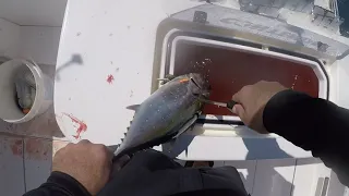 How to bleed a Blackfin | Tuna #shorts #shortsvideo