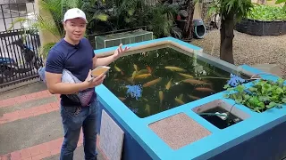 How to feed tilapia at home? What feed should I use?