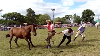 Arreglese como pueda Fiesta Del Ternero Sauceño 2019 Jineteadas de Caballos Campero Tv