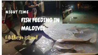 Food Feeding for 🐟Shark & Stingray In Maldives /Filitheyo Island Resort/Part-7 Maldives