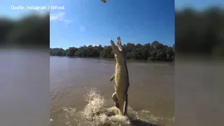 Was für ein Schnappschuss! Krokodil steht auf dem Wasser.