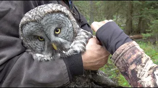 Owl Notes–Great Grey Owl Banding