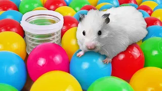 🐹Awesome Hamster Maze with Balloons 💀 [OBSTACLE COURSE|