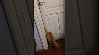 Шок! Кот открывает дверь, прикол с котом