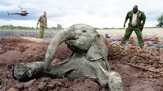 Mother Elephant And Her Baby Get Rescued