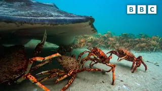 The incredible unity of the spider crab | Spy in the Ocean - BBC