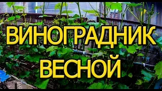 Виноградник весной. Первые итоги.