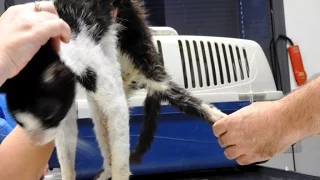 Cat suffering in the streets for months is finally rescued