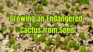 How to Grow Cacti from Seed