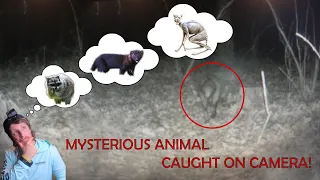 Mysterious Animal Caught On Camera?! What Could it Be?