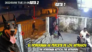 Doberman Protege a su Familia de unos Ladrones/ Dog against thieves