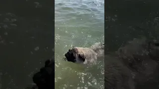 Pug Dog Swimming Time #shorts #short