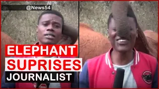 What Elephants Did To KBC Journalist during reporting  | News54