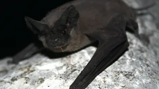 Author Interview: Understanding fatality patterns and sex ratios of Brazilian free tailed bats Tadar