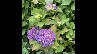 Why are my hydrangea leaves brown? or An update on my new hydrangeas!