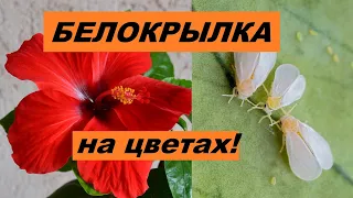 Белокрылка на комнатных цветах. Как избавиться - 2 способа