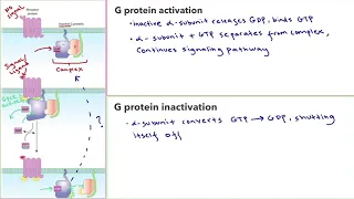 How do we inactivate the G protein and turn off the signaling pathway  default?